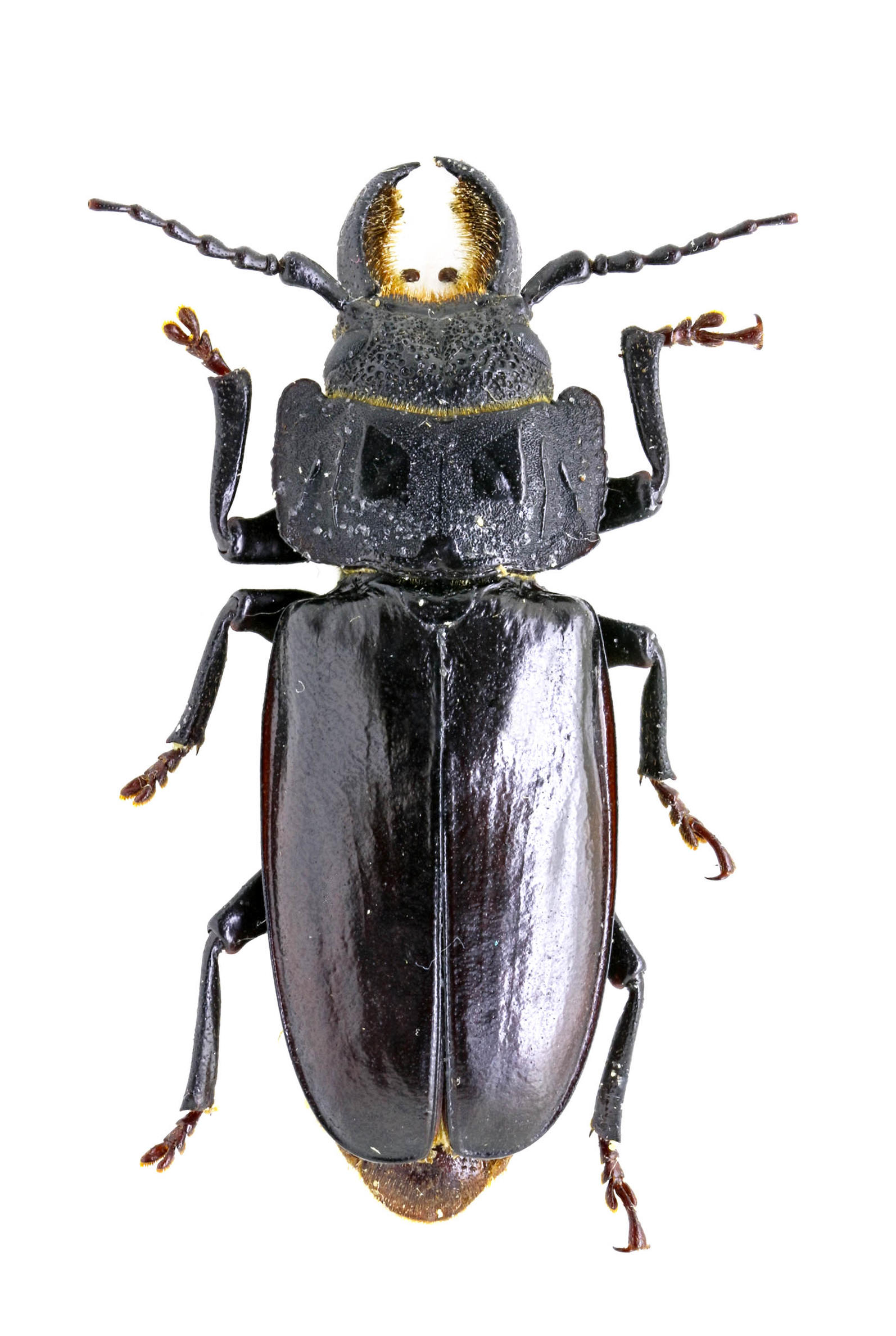 Mallodon chevrolatii galapagoensis Santa Cruz Island. Specimen housed in the ICCDRS collection (ICCDRS 9253). Photo: María Sol Herrera, CDF, 2024.